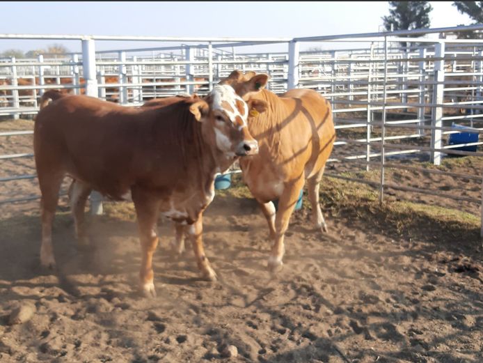 Pregnant Heifers