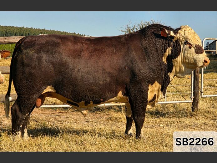 SB2266 | STAPELBERG BROERS