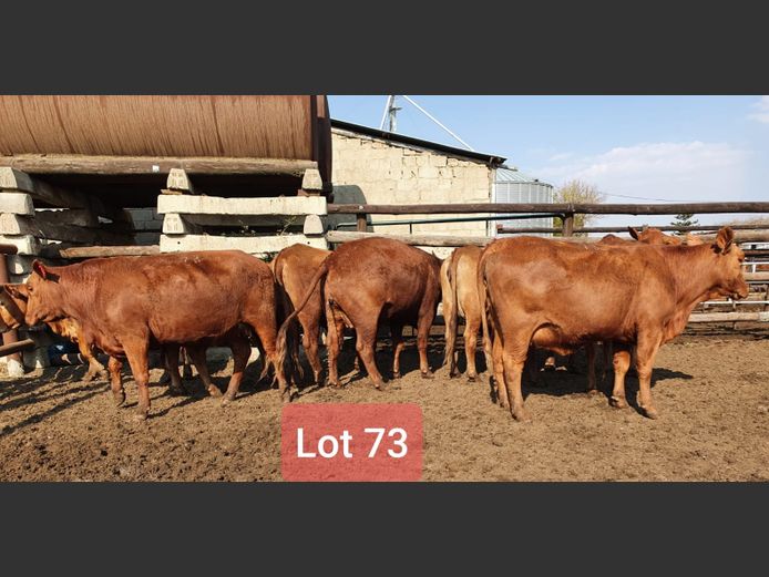 Heifers in Calf