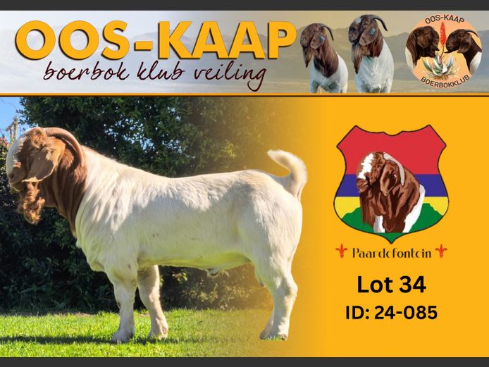 24-085 | Paardefontein BBS