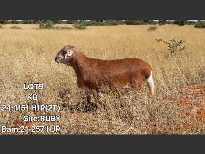 24-1151HJP | ELVIS TJIHO