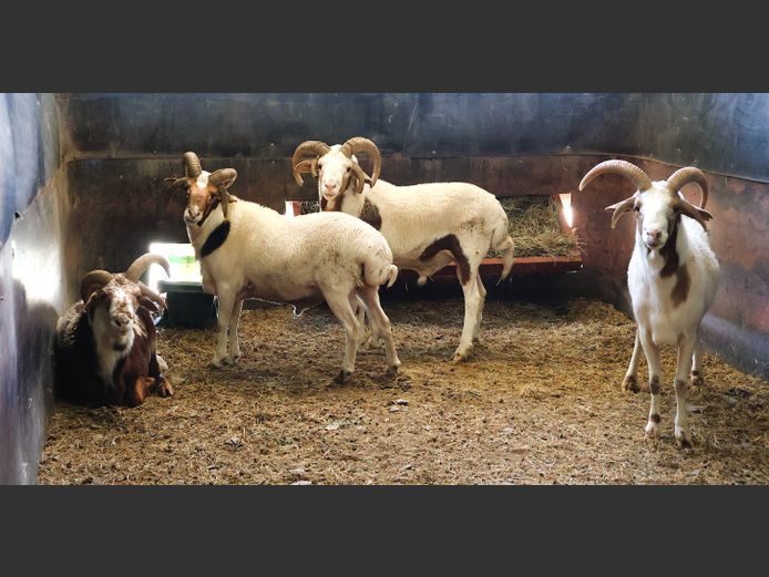 4 HORING SKAAP | AL BADENHORST