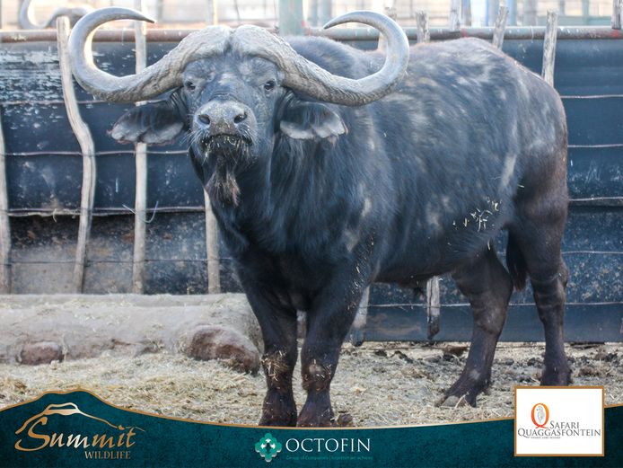 41 2/8" BUFFALO BULL