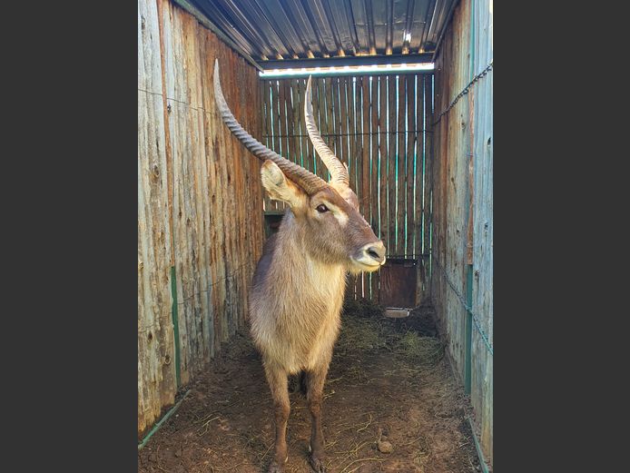 Waterbok | Amanzi 