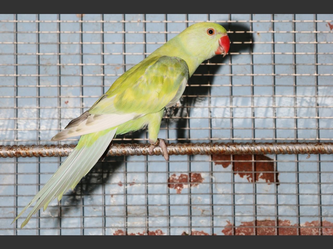 images