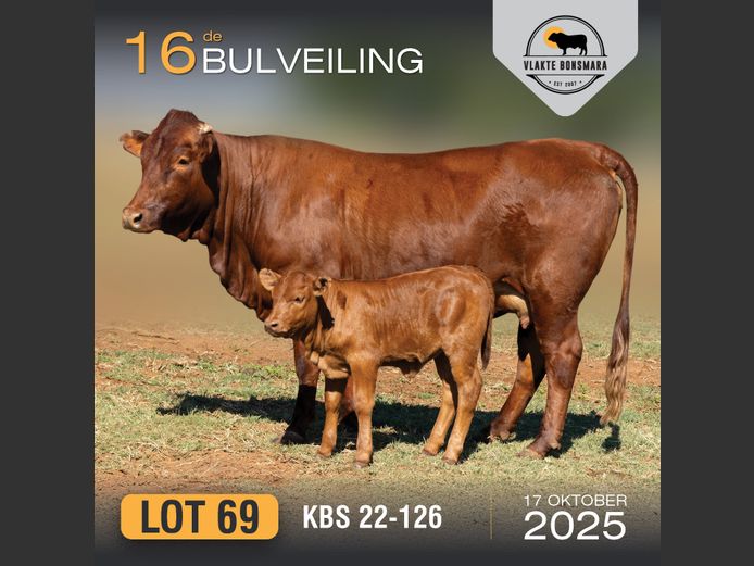 KBS 220126 | KAMEELDORING BONSMARA