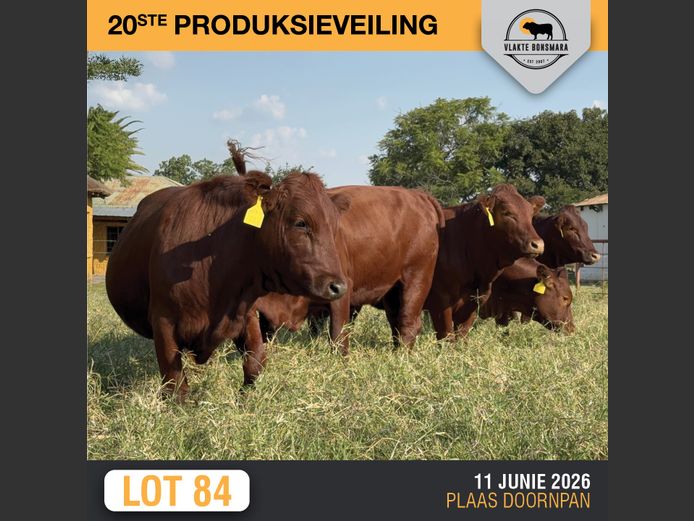 Commercial Animals | ELANDSKERK BEES BOERDERY