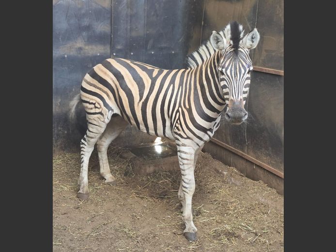 ZEBRA | BMG GAME BREEDERS