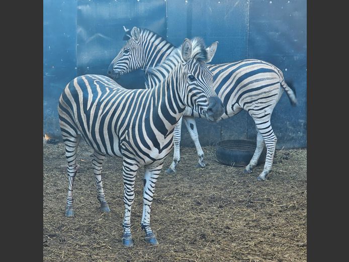 ZEBRA | GHOST TRADING
