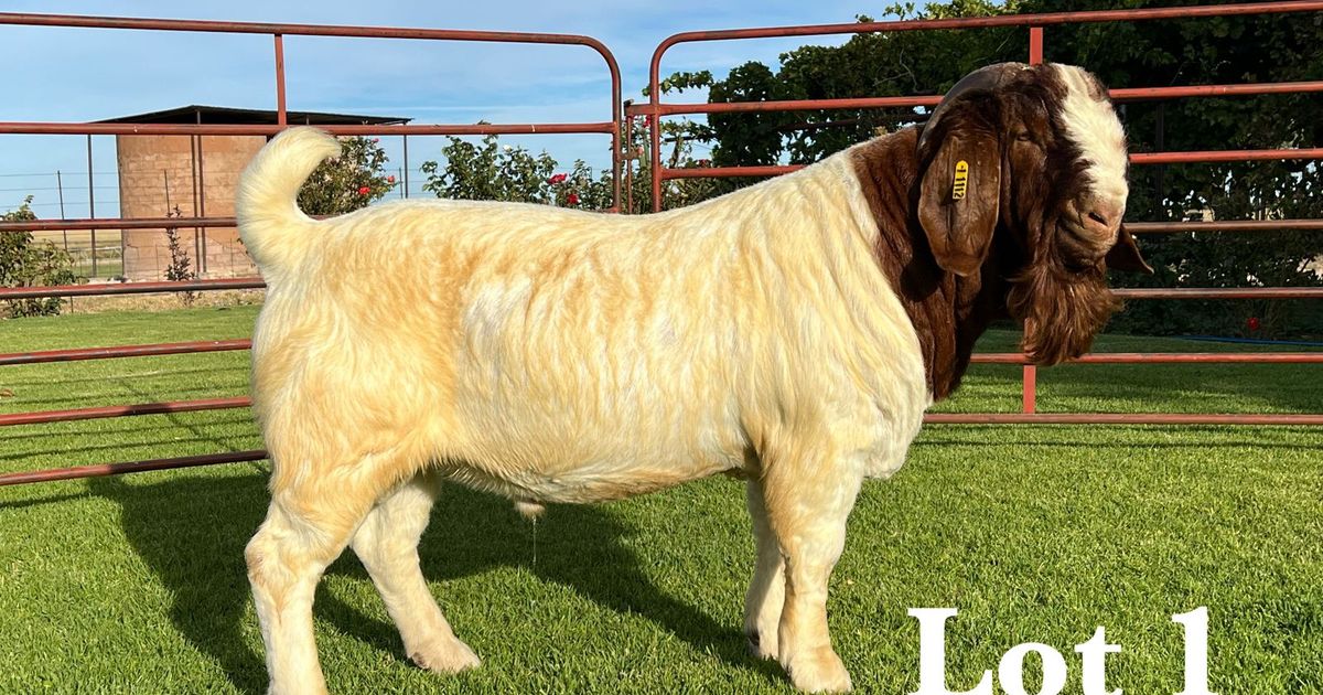 Lot 1 | BOER GOAT WORLD SHOW AUCTION | SwiftVEE | South Africa’s ...