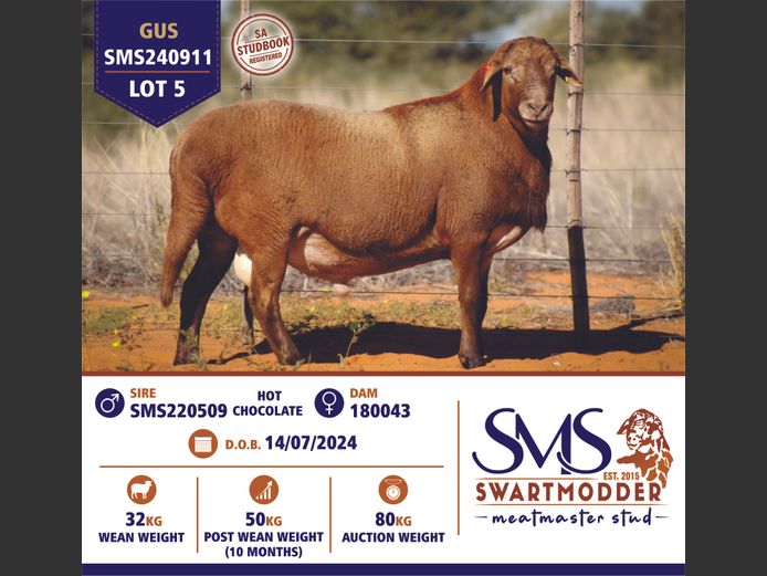 SMS240911 | SWARTMODDER MEATMASTER STUD