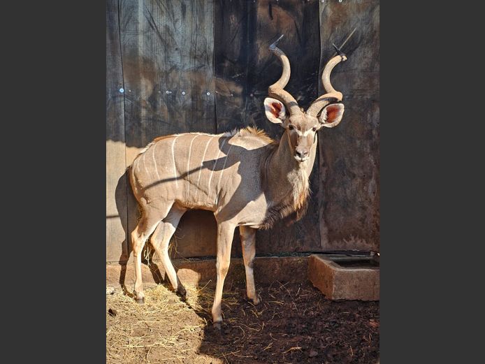 KUDU 53 6/8" | KARIA BELEGGINGS