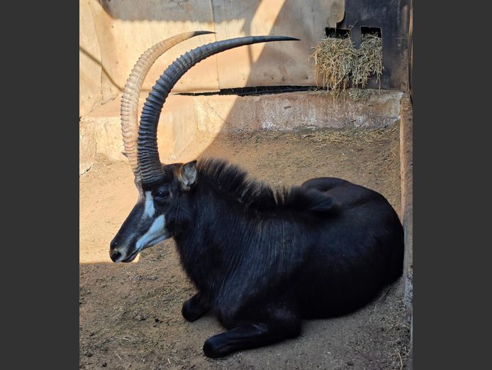 SABLE | KOLOBE WILDLIFE