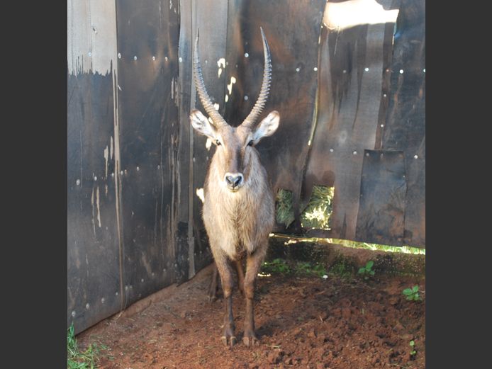 WATERBUCK | Christo Kruger Bdy
