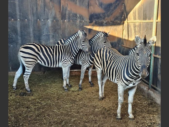 ZEBRA | UNICO PROJECTS
