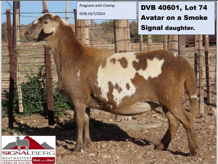 SIGNALBERG MEATMASTERS | DVB 40601