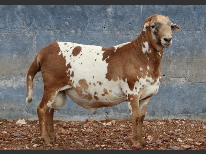 CRL 24.378 | HANRI MEATMASTERS