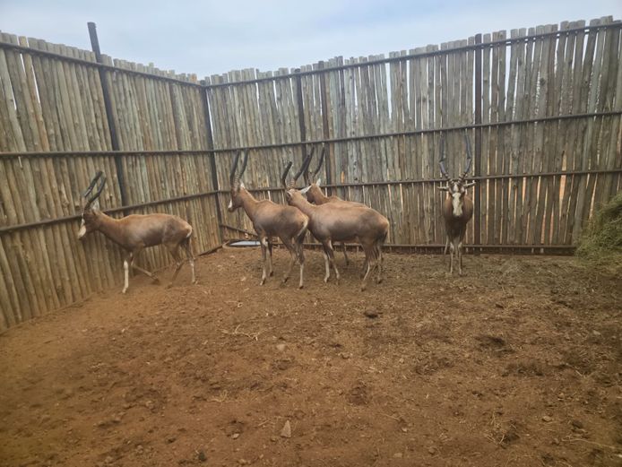 BLESBOK | ROLAND WARD