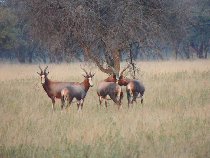 BLESBOK RAMME