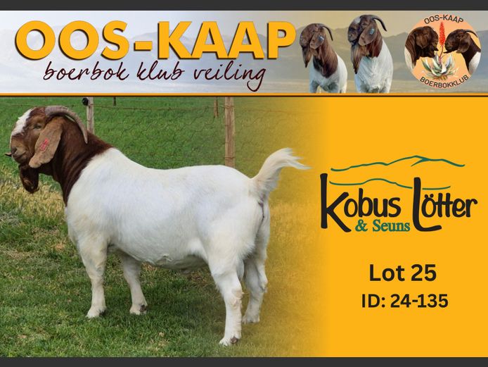 24-135 | Dirk Lotter