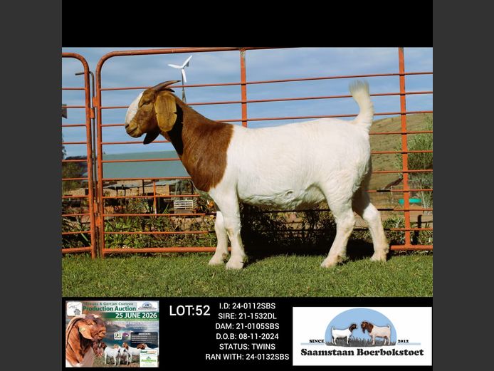 24-0112SBS | SAAMSTAAN BOERBOKSTOET