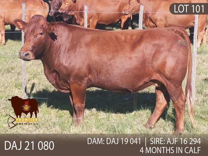 DAJ 210080 | J.D. STIRK