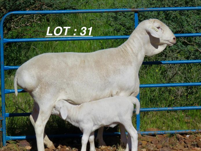 34 22 0417 | MNR. LOUIS VAN RENSBURG, H/A LEEUPUT TRUST