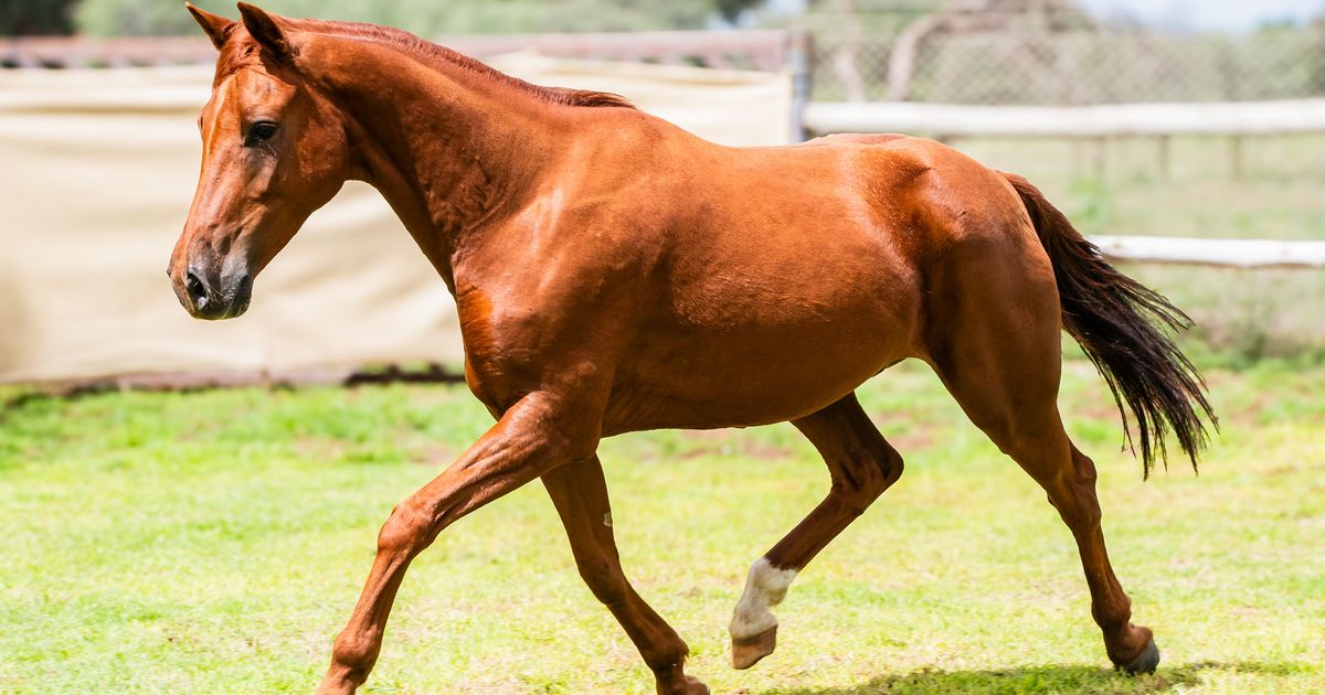 Lot 4 | NAMIBIAN SA BOERPERD AUCTION | SwiftVEE | South Africa’s ...
