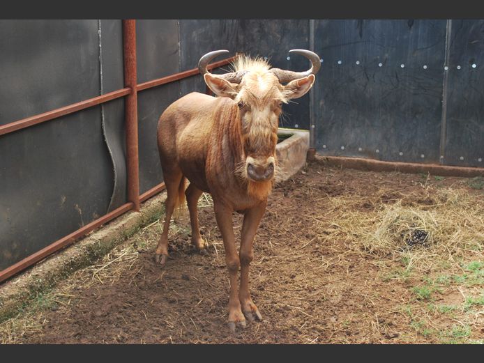 GOLDEN GNU | NVG