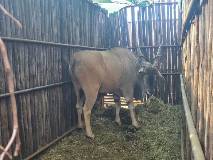 ELAND | HANLEY