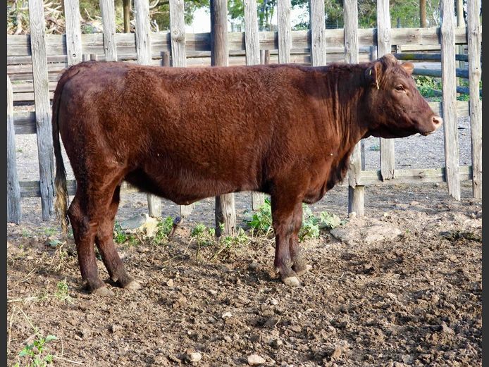 NW240079 | NACHT WACHT SUSSEX STOET