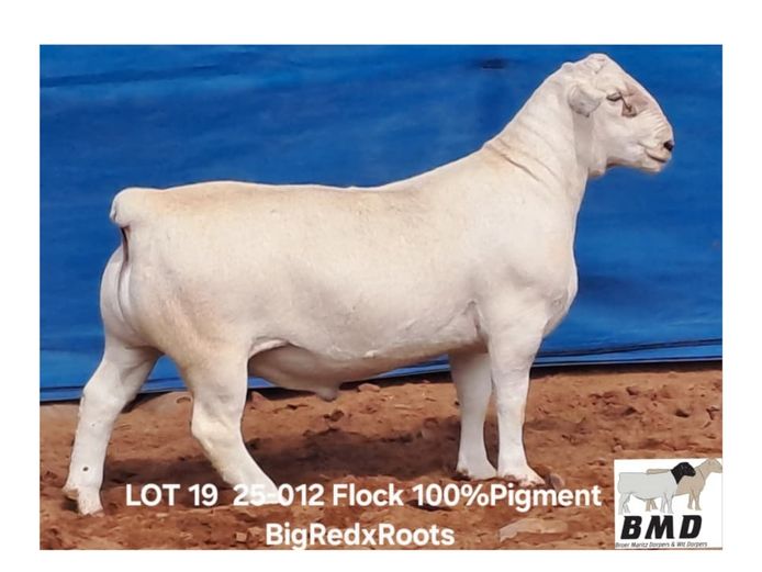 25-012 | BROER MARITZ DORPERS