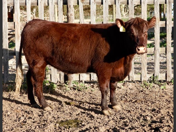 NW240034 | NACHT WACHT SUSSEX STOET