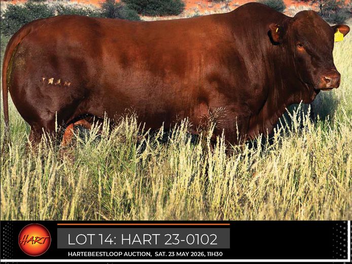 HART230102HH(c) | HARTEBEESTLOOP BONSMARA