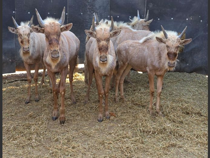 GOUE WILDEBEES | 258 FARMS