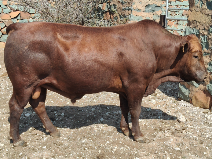 V   220197 | COOK & SON