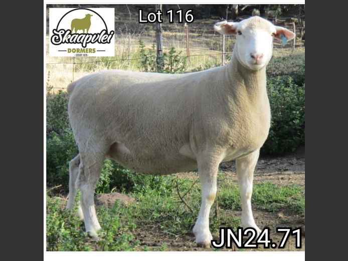 JN240071 | J.J. NEL & SEUN
