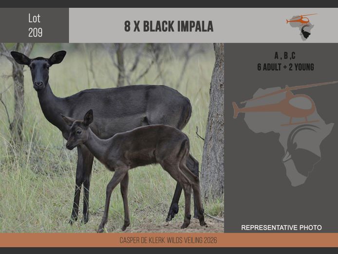 Black Impala 