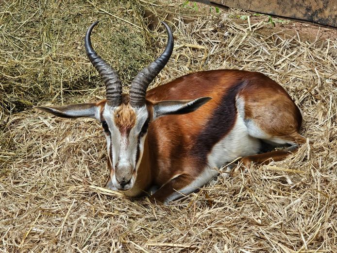 COFFE SPRINGBUCK | BUFFELSPOORT