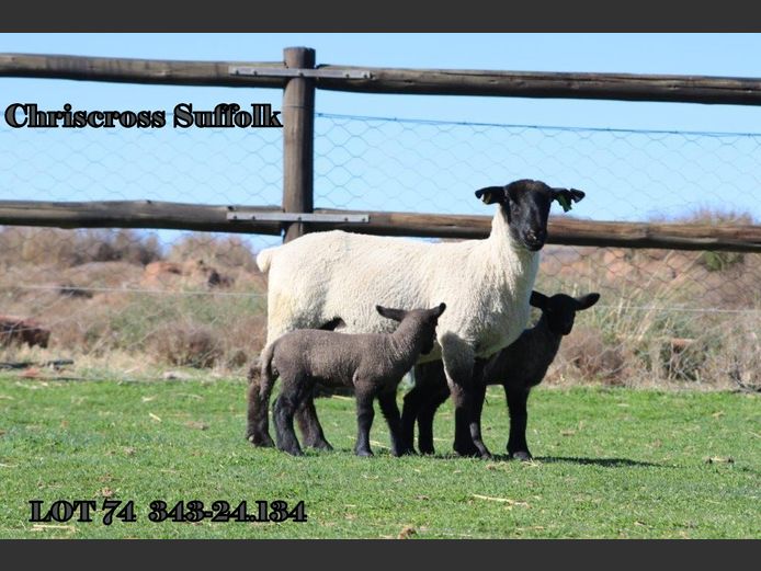 343 240134 | CHRISCROSS SUFFOLKS