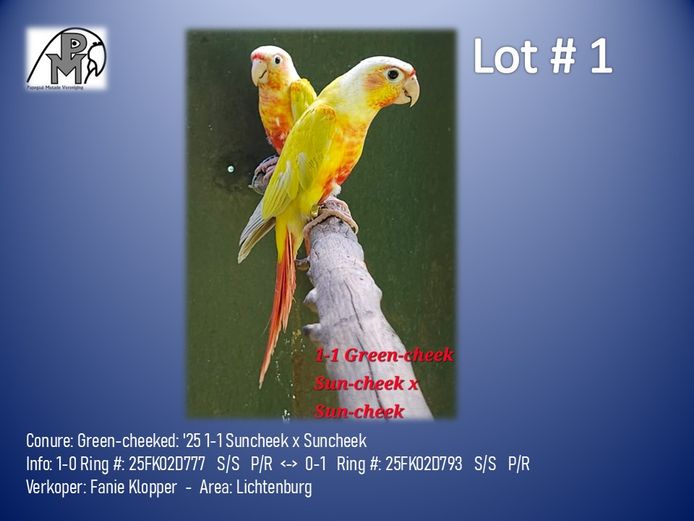 1-1 '25 Conure: Green-cheeked: Suncheek x Suncheek - Fanie Klopper