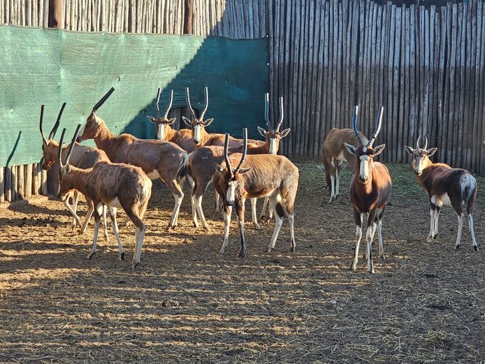 BLESBOK | BIG HORN