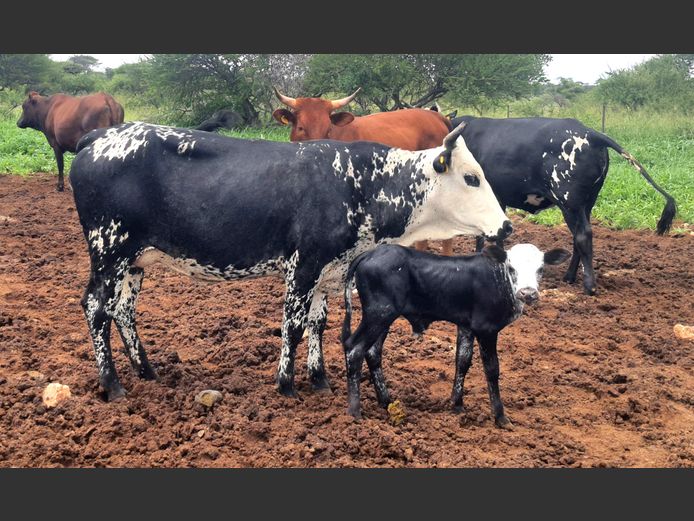 BN 230816 | BOTHMA NGUNIS