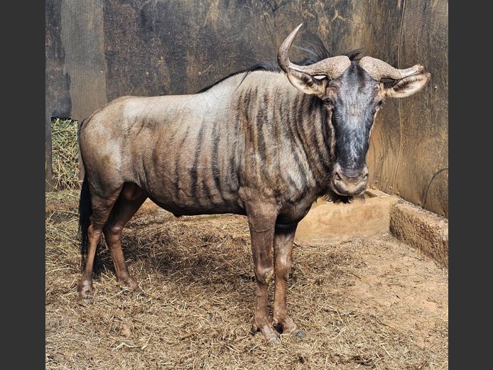 BLOUWILDEBEES | DE KOK BOERDERY