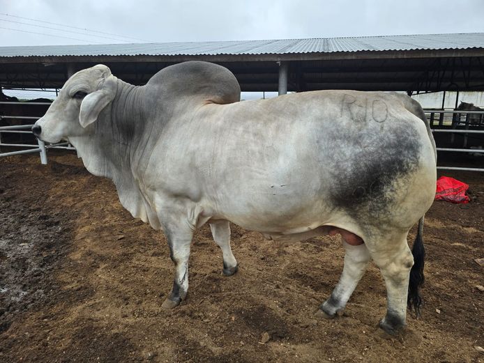 R1020209 | R10 BRAHMANS