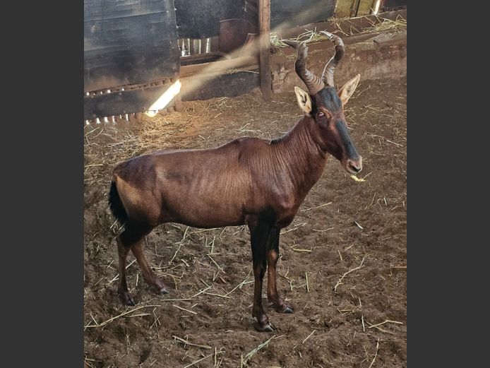 RED HARTEBEEST | BIG HORN