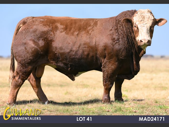 MAD24171 | MG DE JAGER