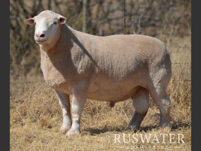 RW 230064 | F.J. KRUGER
