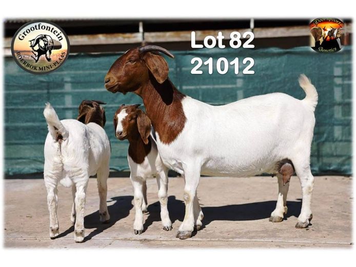 1351210012 | GROOTFONTEIN BOERBOK