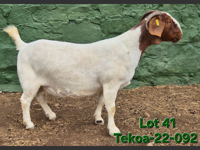1673 220092 | Tekoa Boerbokstoet 